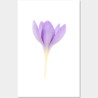 Crocus goulimyi   AGM  Autumn flowering crocus Posters and Art